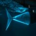 Robotic Fish Tail