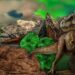 Dinosaurios