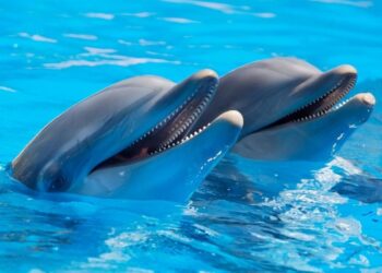 Nado con delfines