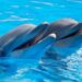 Nado con delfines