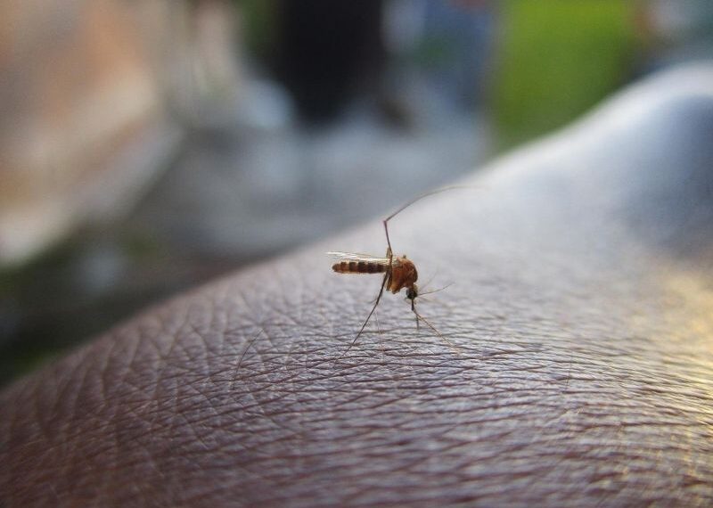 dengue