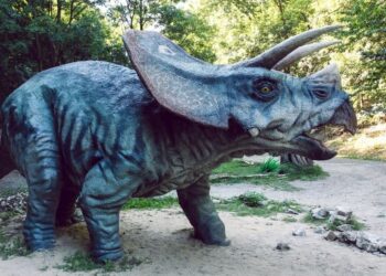 Triceratops