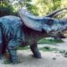 Triceratops