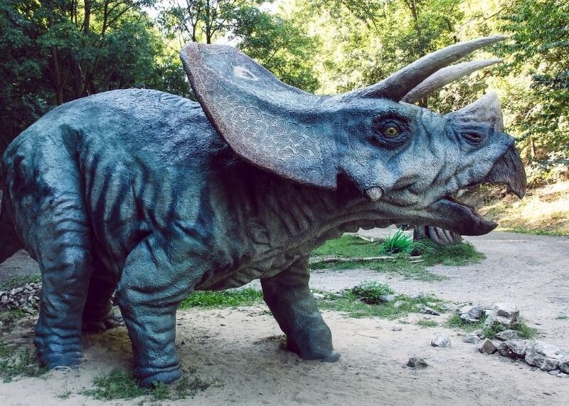 Triceratops