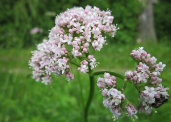 Descubre las propiedades y los beneficios de la valeriana