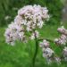 Descubre las propiedades y los beneficios de la valeriana