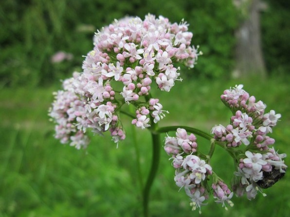 Descubre las propiedades y los beneficios de la valeriana