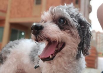 perritos envejecidos