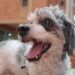 perritos envejecidos