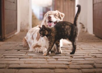 Gatos