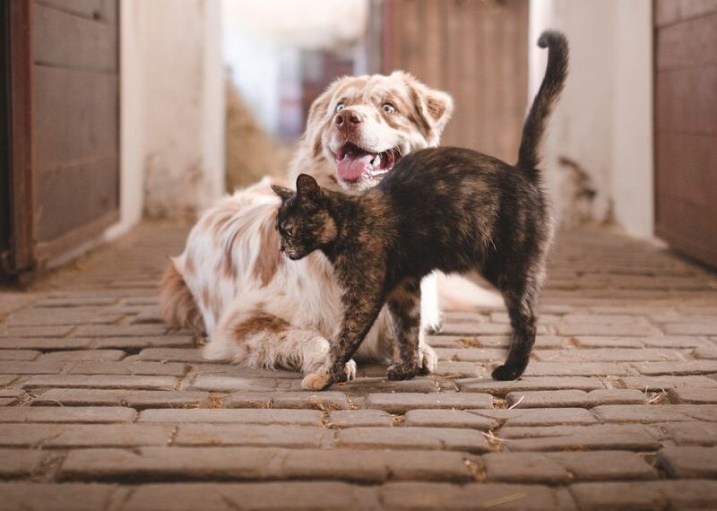Gatos