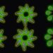 Precise Arrays of nanoLEDs
