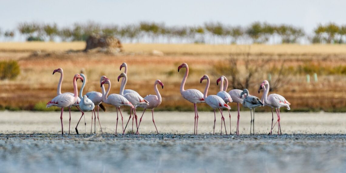 Parque Nacional de Doñana