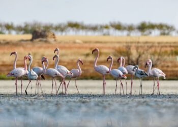 Parque Nacional de Doñana