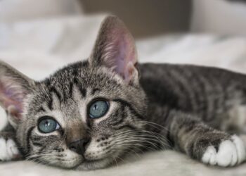 tu gato