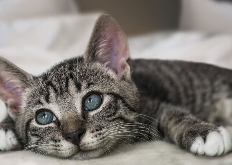tu gato