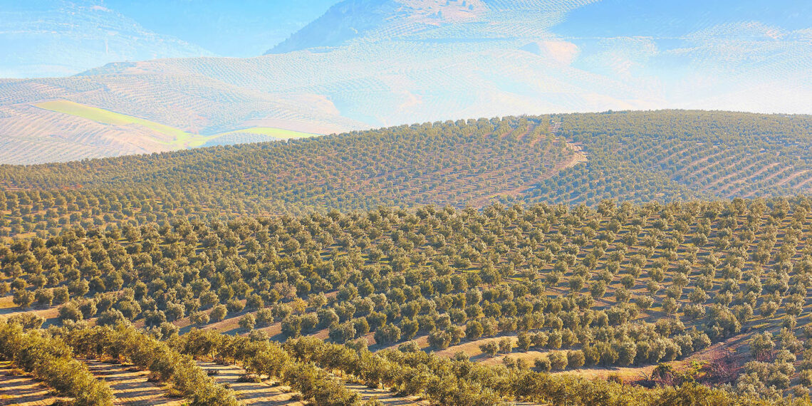 aceite-de-oliva-andalucia-andaluz-calidad