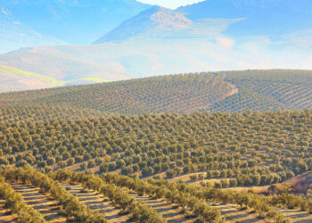 aceite-de-oliva-andalucia-andaluz-calidad