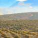 aceite-de-oliva-andalucia-andaluz-calidad