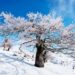 nieve en Andalucía