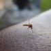 Dengue