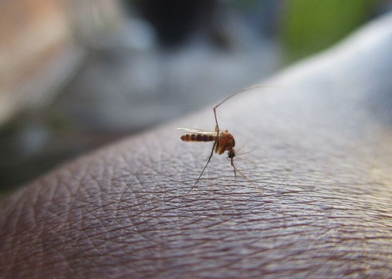 Dengue