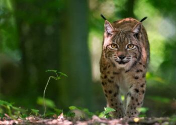 fauna autóctona