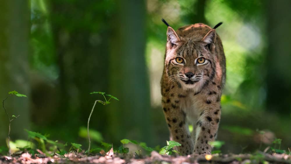 fauna autóctona
