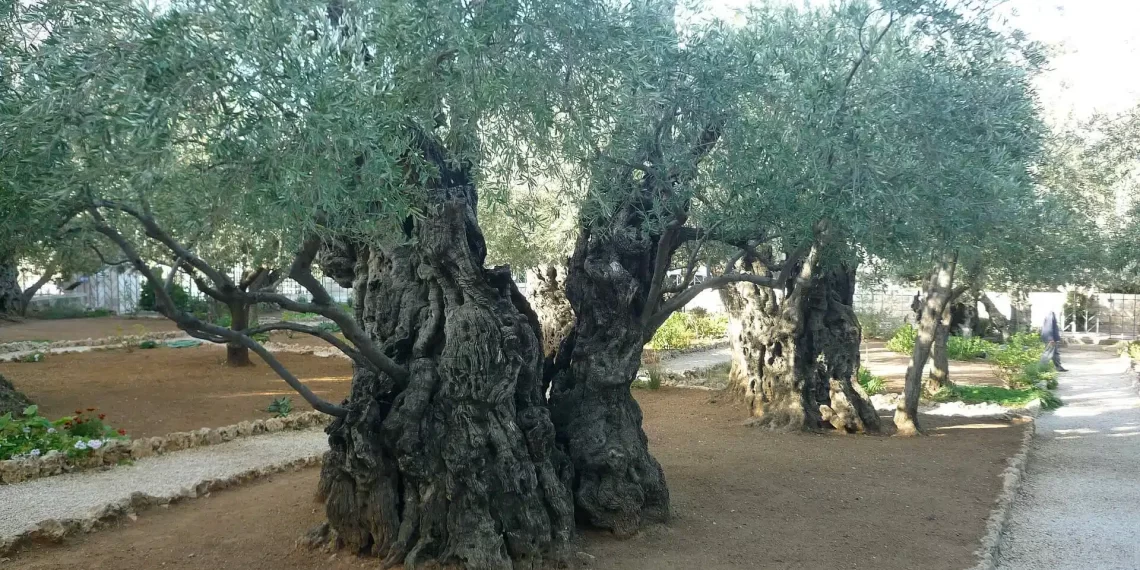 Descubriendo la historia de los Olivos Milenarios: Tesoros Vivientes del Paisaje Español
