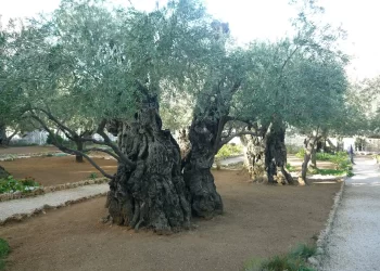 Descubriendo la historia de los Olivos Milenarios: Tesoros Vivientes del Paisaje Español