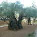 Descubriendo la historia de los Olivos Milenarios: Tesoros Vivientes del Paisaje Español