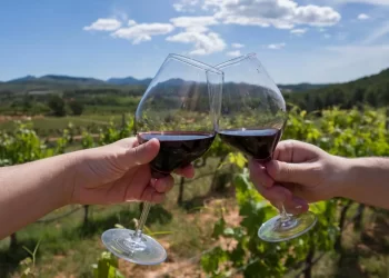 Descubre la Ruta del Vino: Un viaje de sabores y paisajes inolvidables
