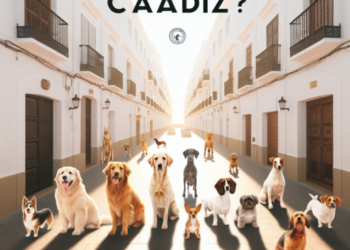 ¿Qué es un pero en Cádiz?