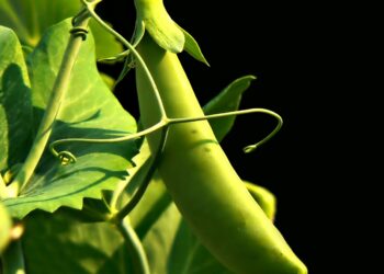 pea la platera